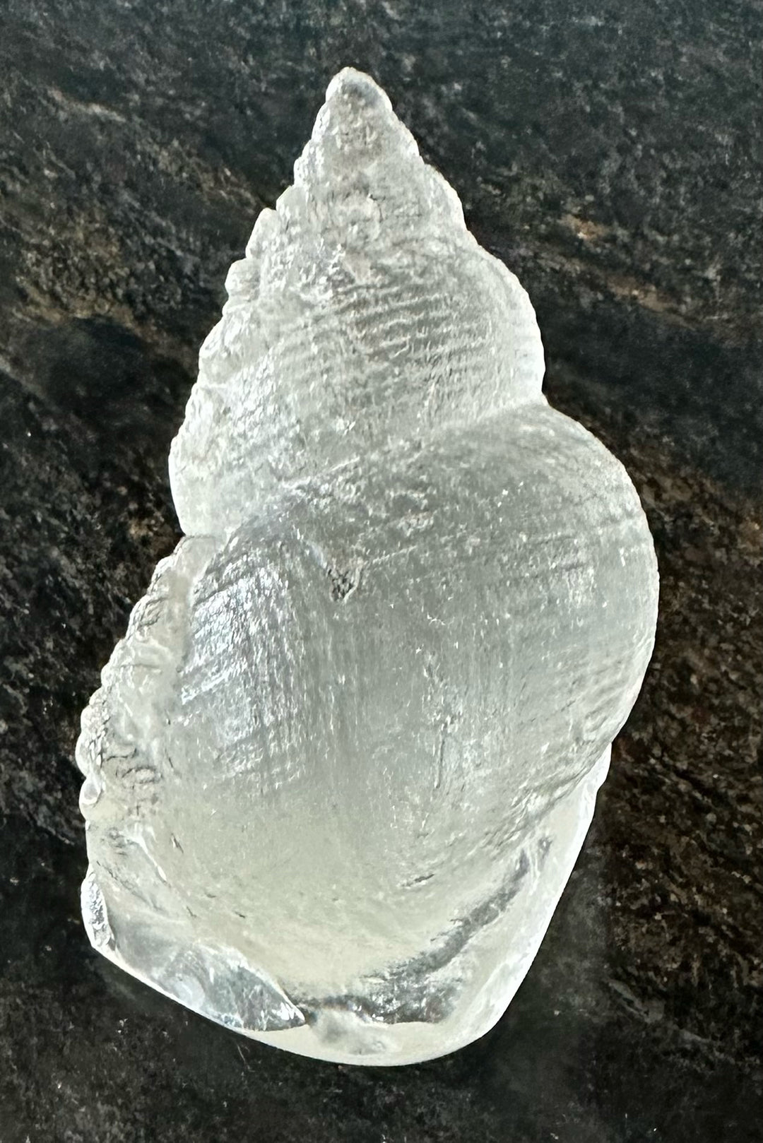 Cast glass whelk - susancwood – Susan C Wood