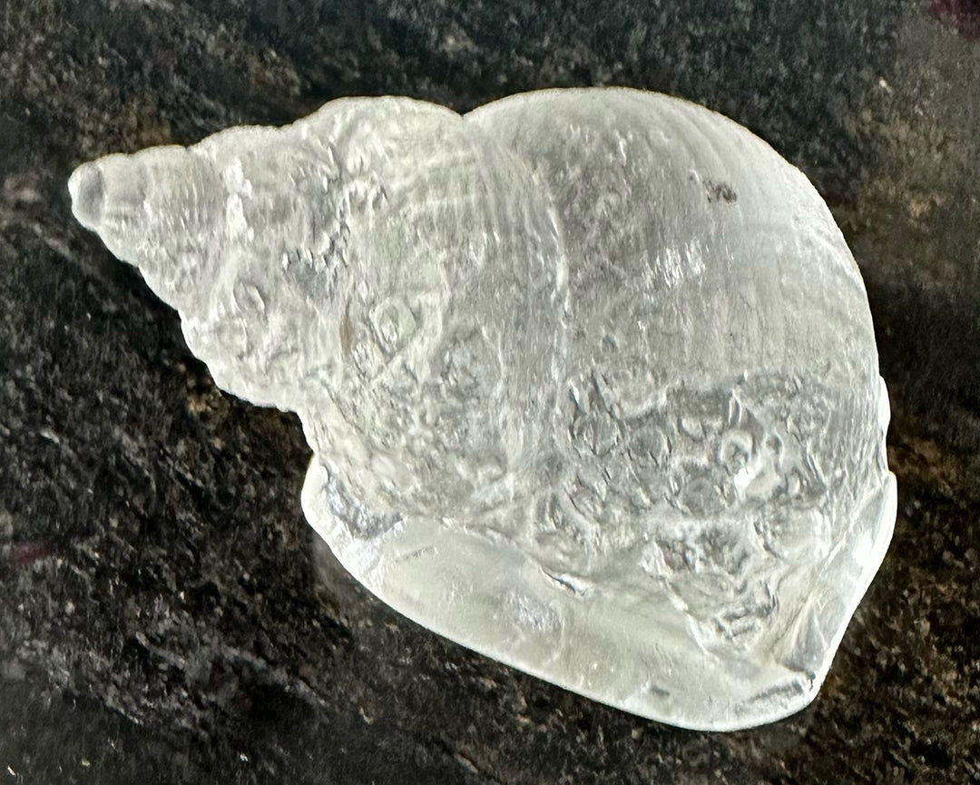 Cast glass whelk